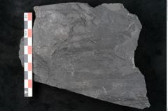 Foto (Detailansicht) von Noeggerathia palmaeformis Goeppert (NHMW-GEO-2024-0188-10738)